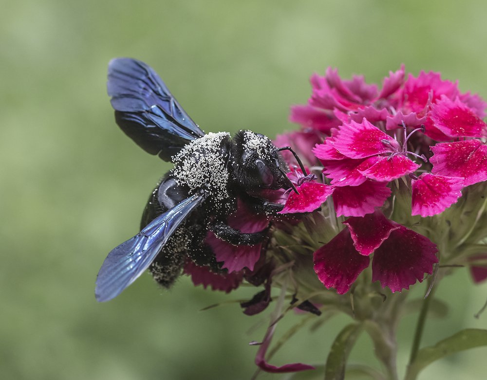 Xylocopa valga  - Пчела плотник