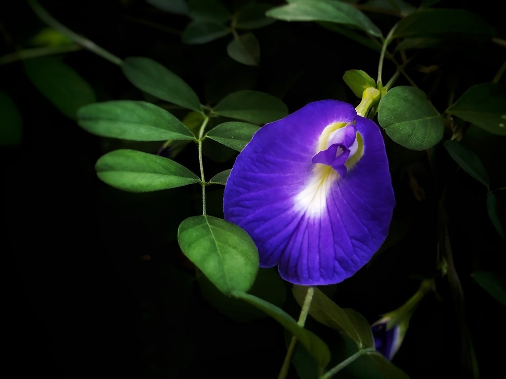 Photograph by San Yu Maung