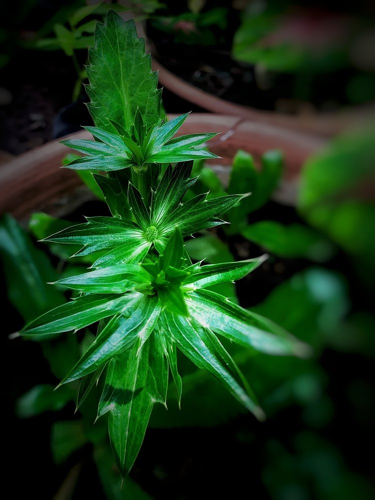 Photograph by San Yu Maung