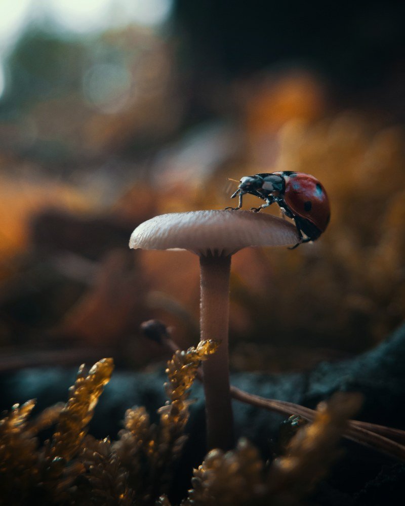 Фотография автора Геннадий Ломеко