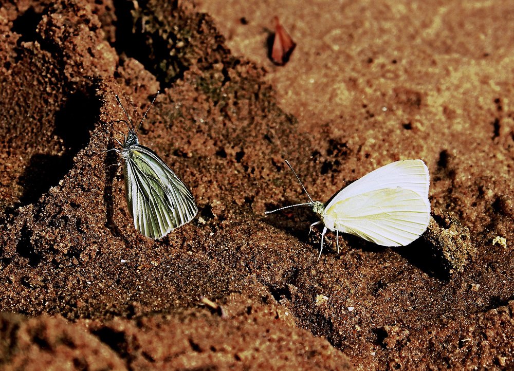 Photograph by Александр Бугаенко