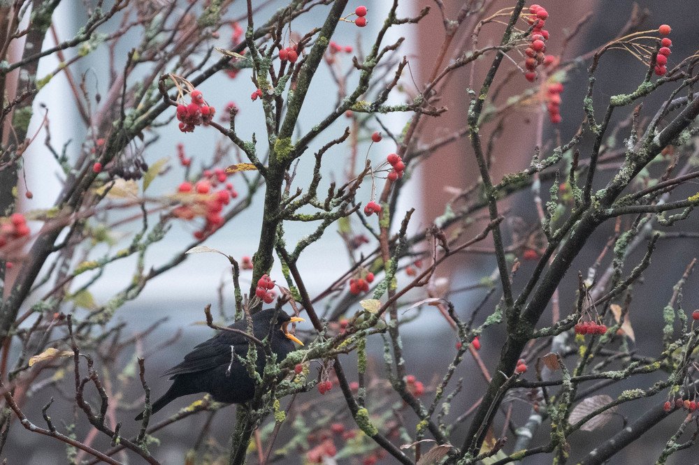 Photograph by Schewzow Lana