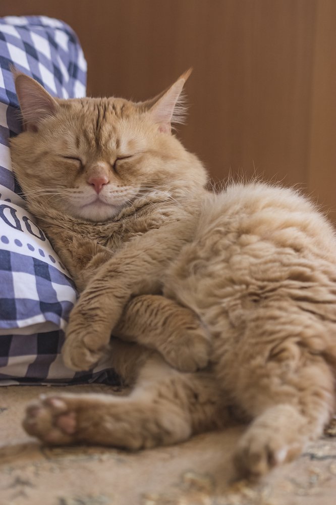 Серьезный даже во сне...