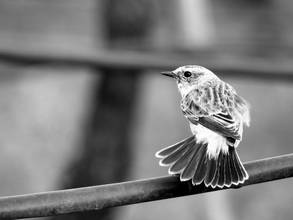 Photograph by Bhairawnath Wakale