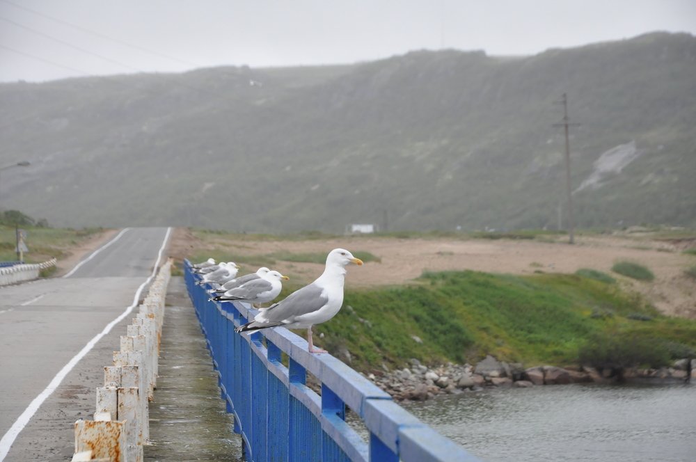 Photograph by Алина Голубева