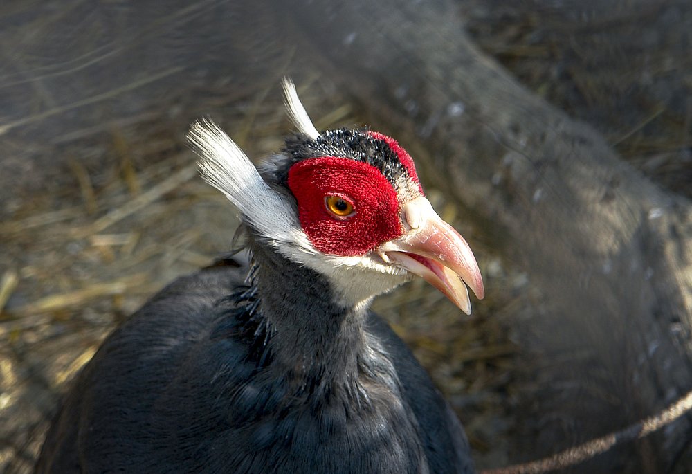 Photograph by Сычев Эдуард