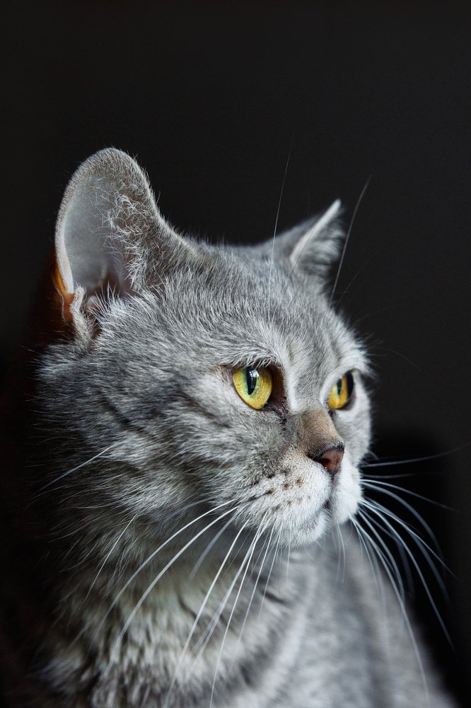 Фотография автора Михаил Балаев