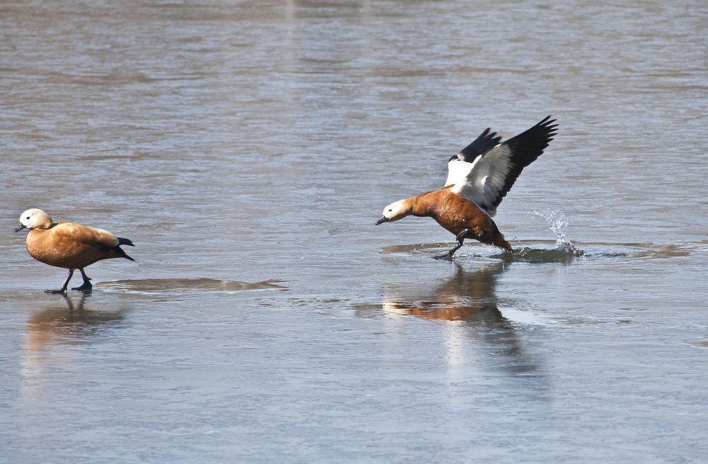 Photograph by Илюшечкина Екатерина