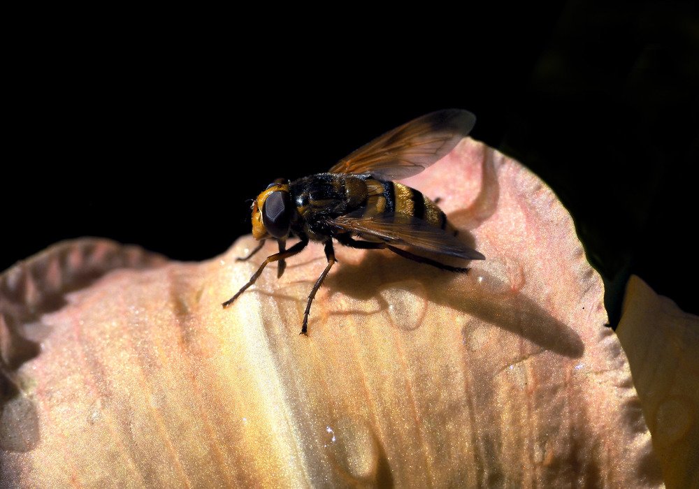 Photograph by Михаил Малец