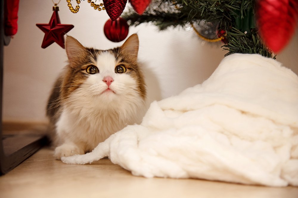 Photograph by Полина Кожухарь