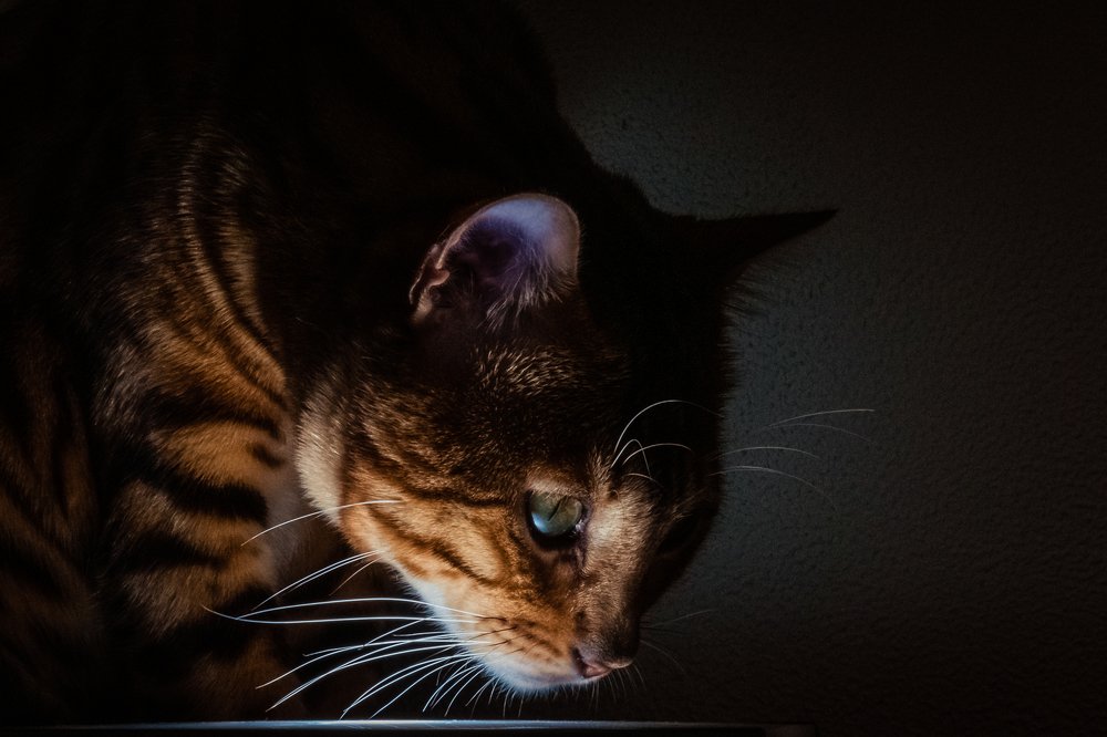 Photograph by Полина Кожухарь