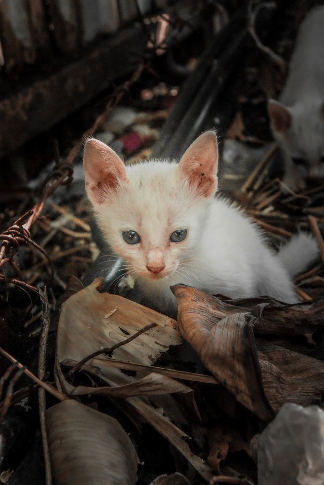 Photo #5122155