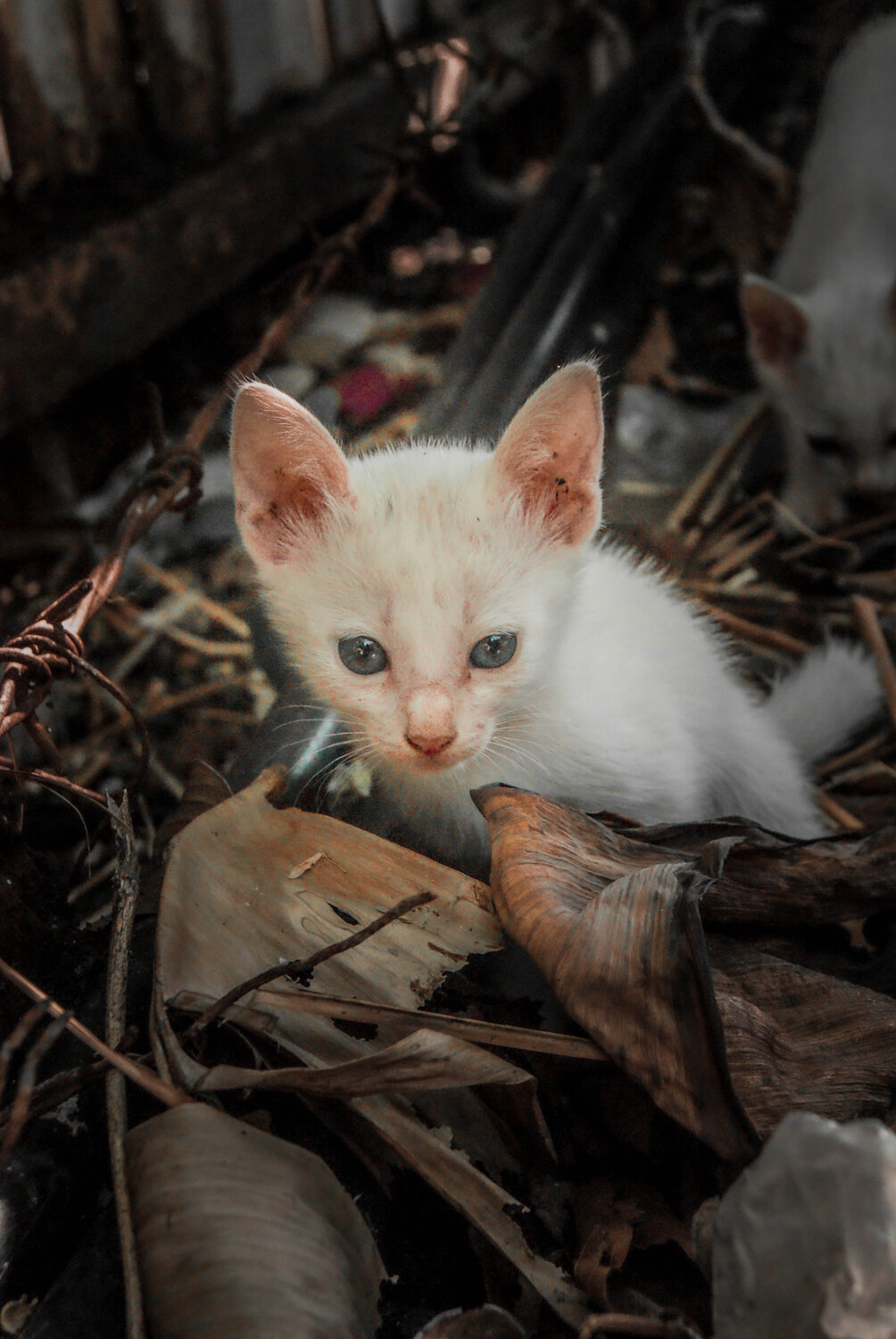 Photo #5122155