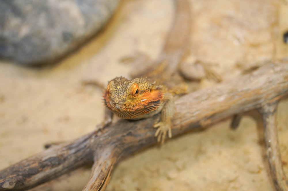 Photograph by Дмитрий Вербицкий