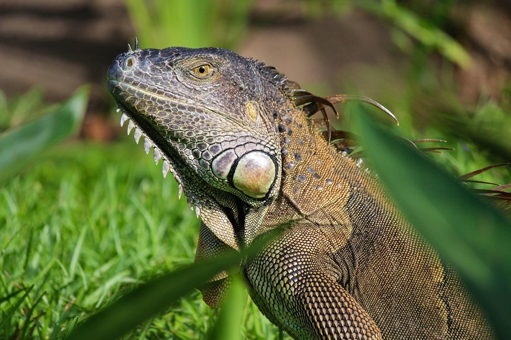 Green Iguana