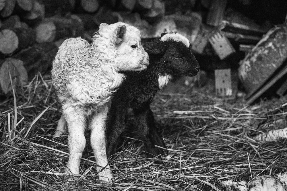 Photograph by Сокуренко Наталья