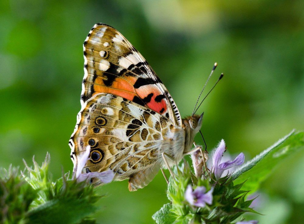 Photograph by Анна Айбетова