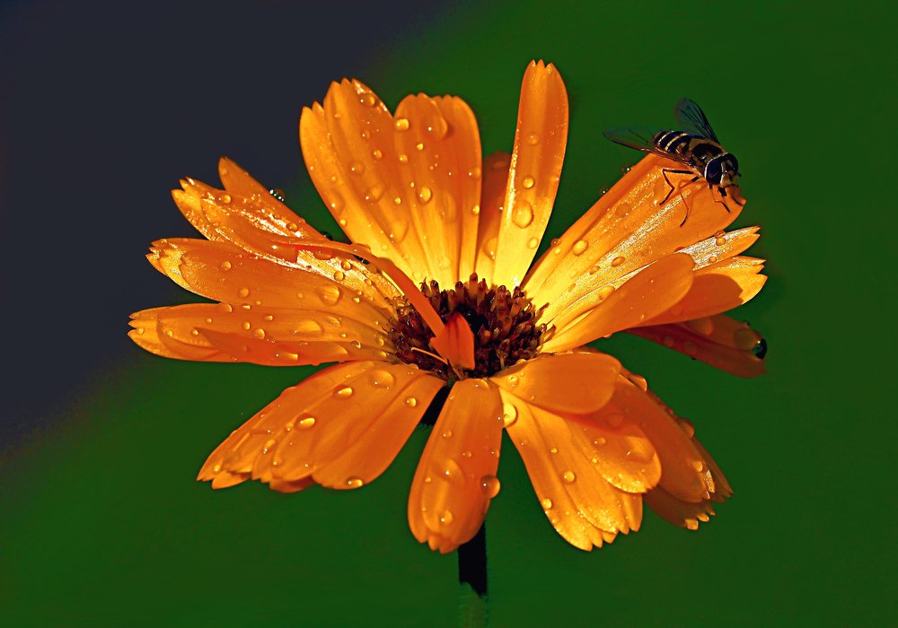 Photograph by Михаил Малец