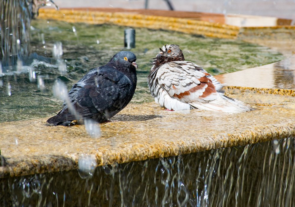 Водные процедуры