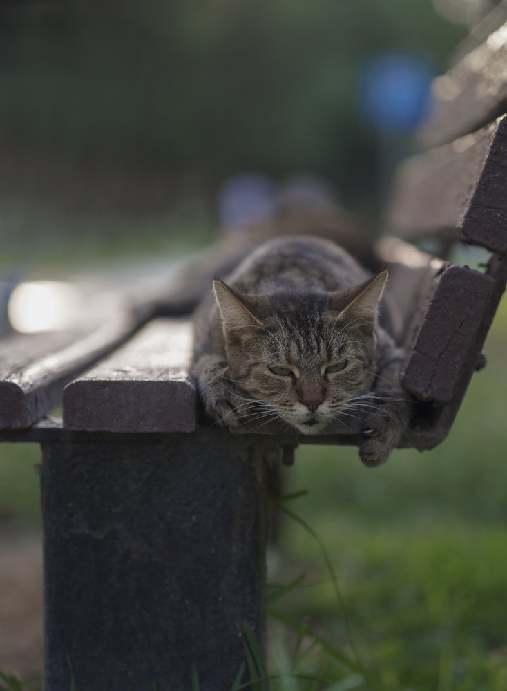 Фотография автора Анна Ватансевер