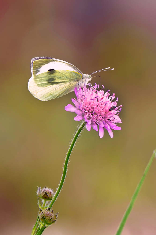 Photograph by Julija Šommet