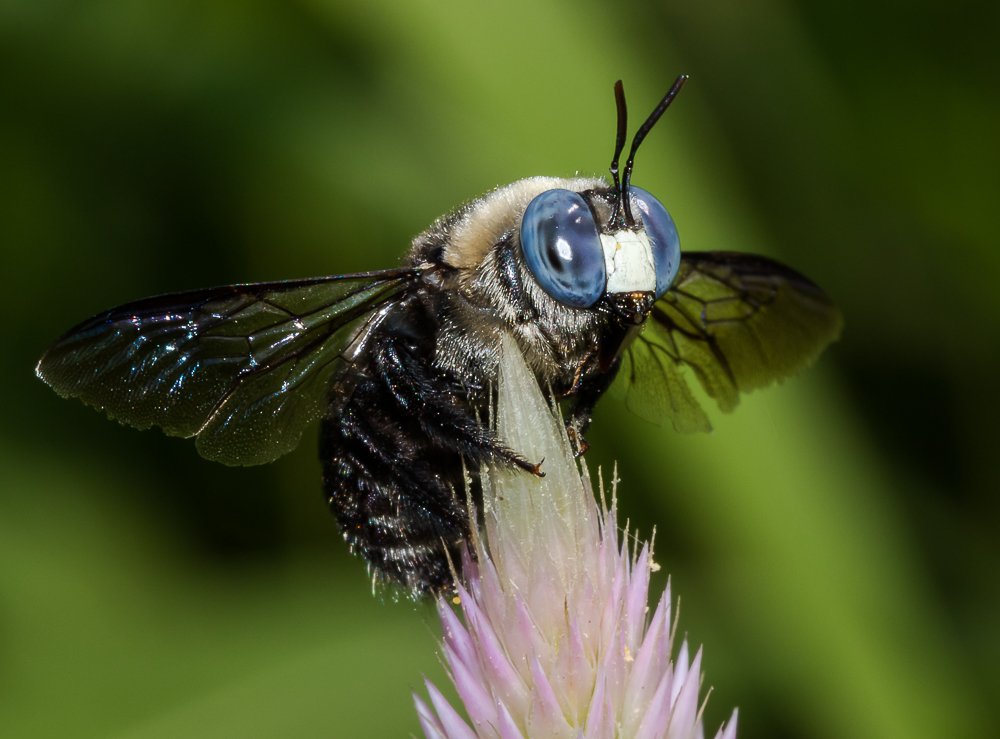 The Carpenter Bee Nectaring