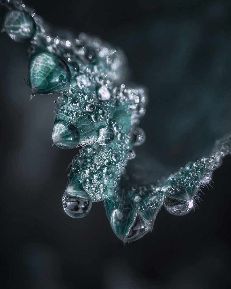 Утренние брилианты