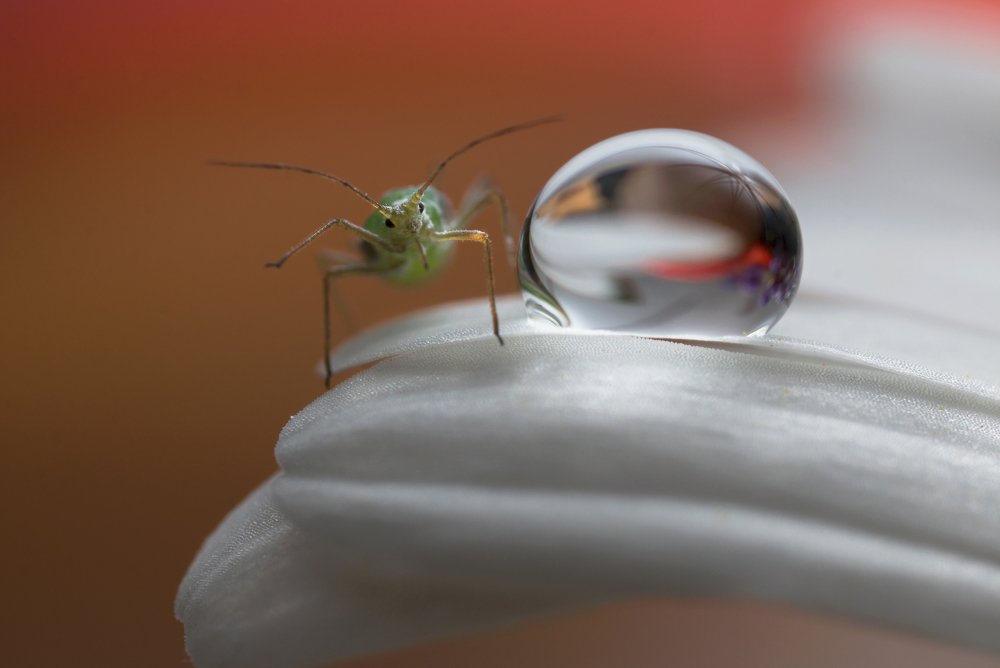 Photograph by Людмила Гудина