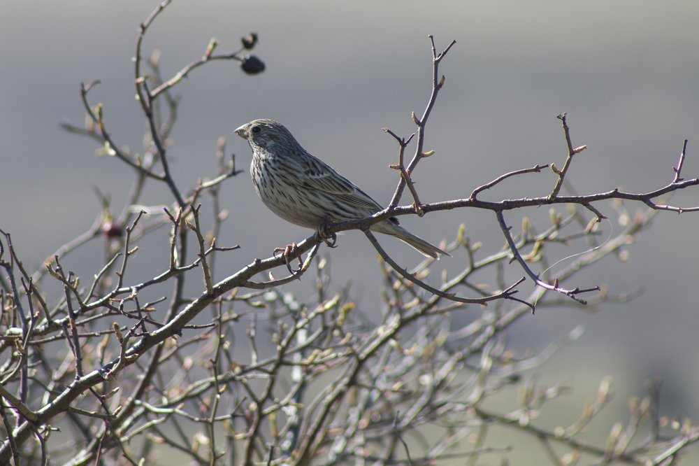 Photograph by Дина Горбачёва