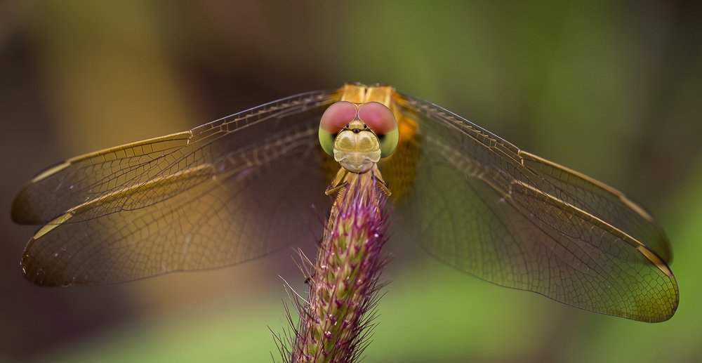 Photograph by Pramod Pramod