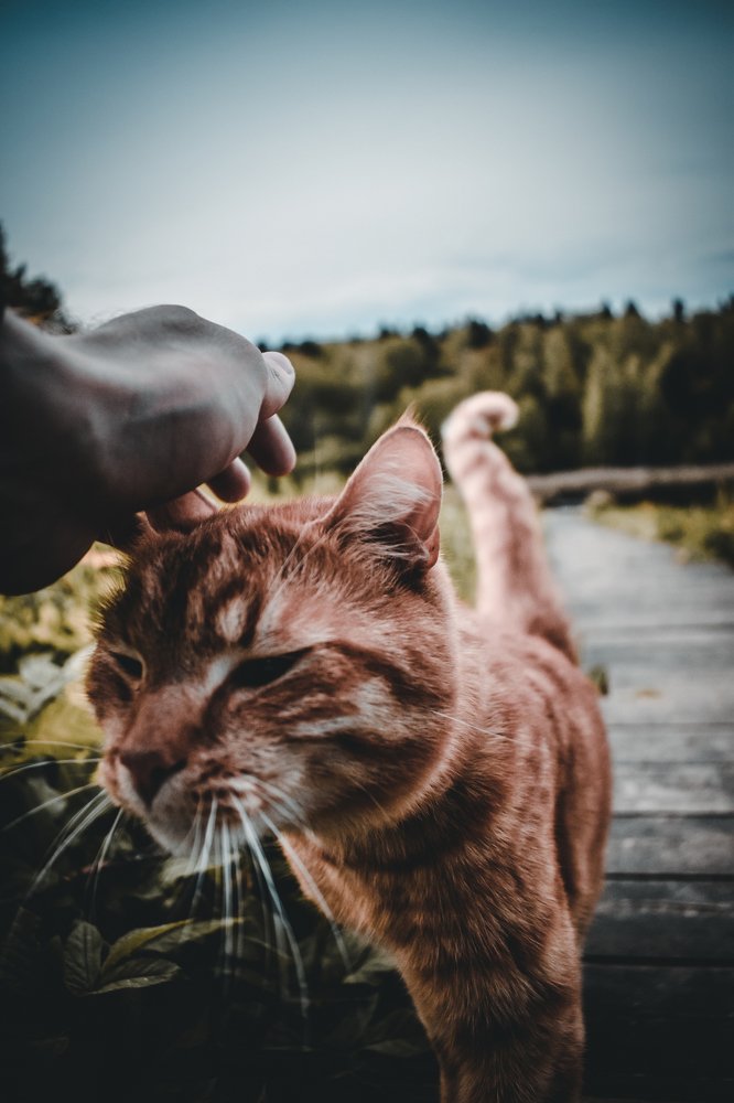 Photograph by Андрей Кутьин