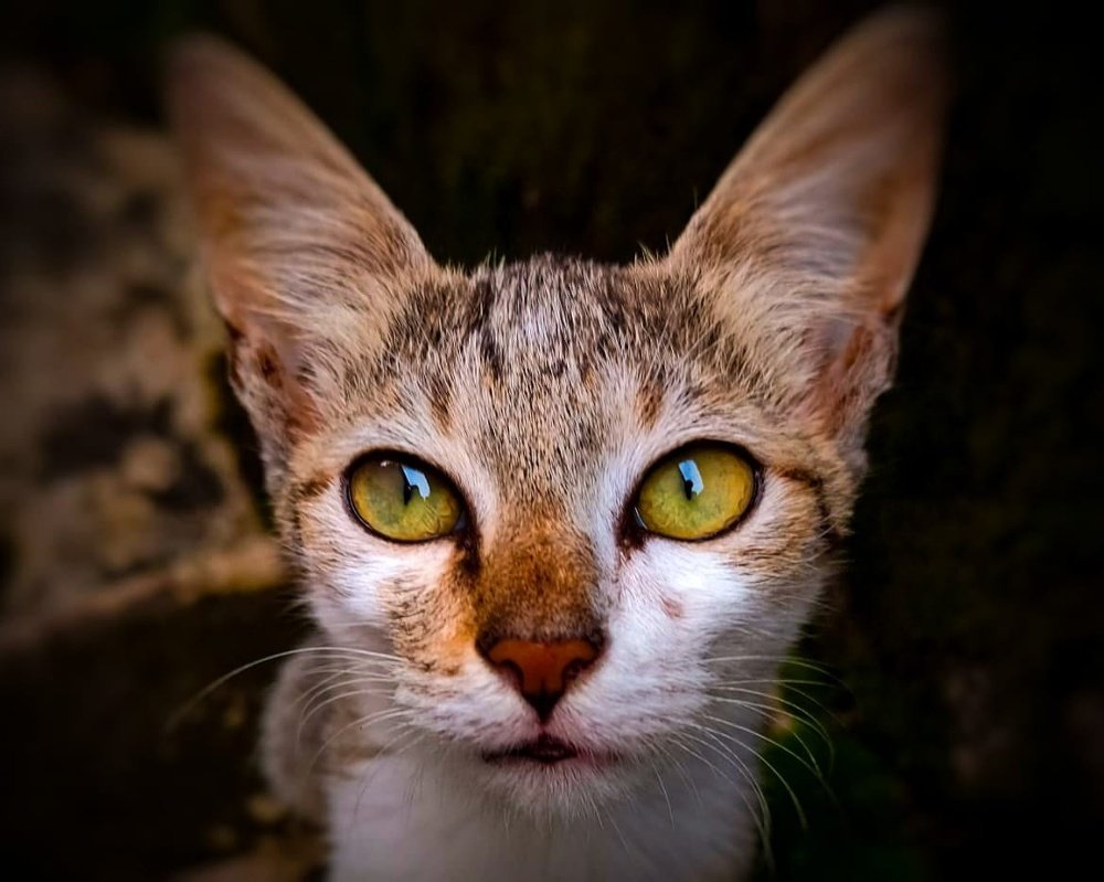 Photograph by Balakrishnan Aswathy