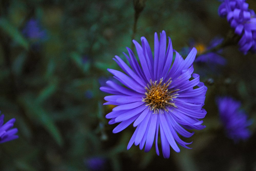Фотография автора Елена Савельева