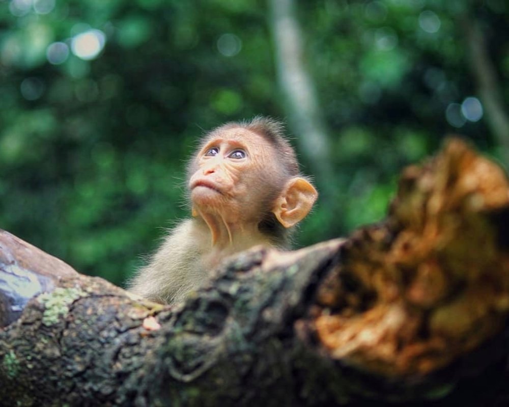 Photograph by Balakrishnan Aswathy