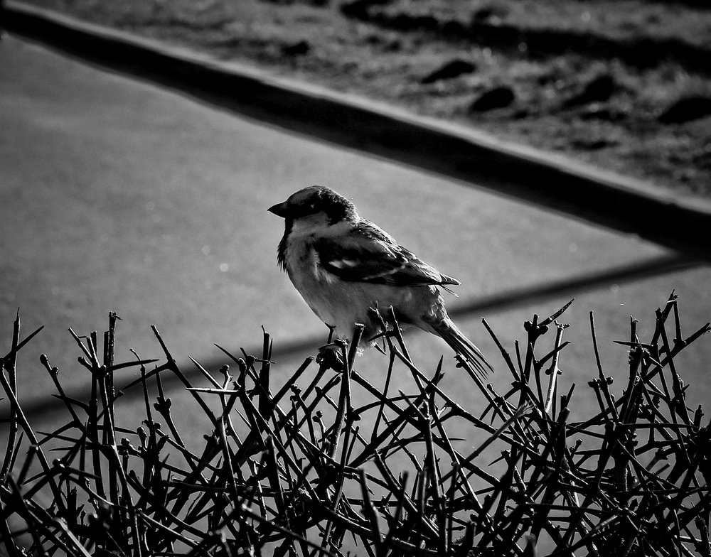 Photograph by Ирина Шумкова