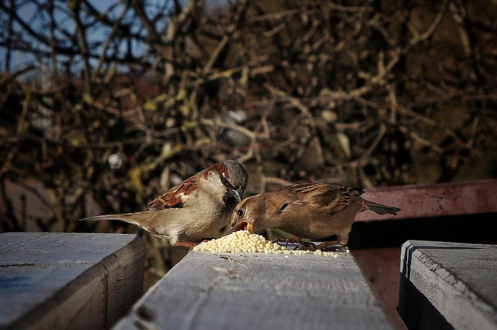 Photograph by Ирина Шумкова
