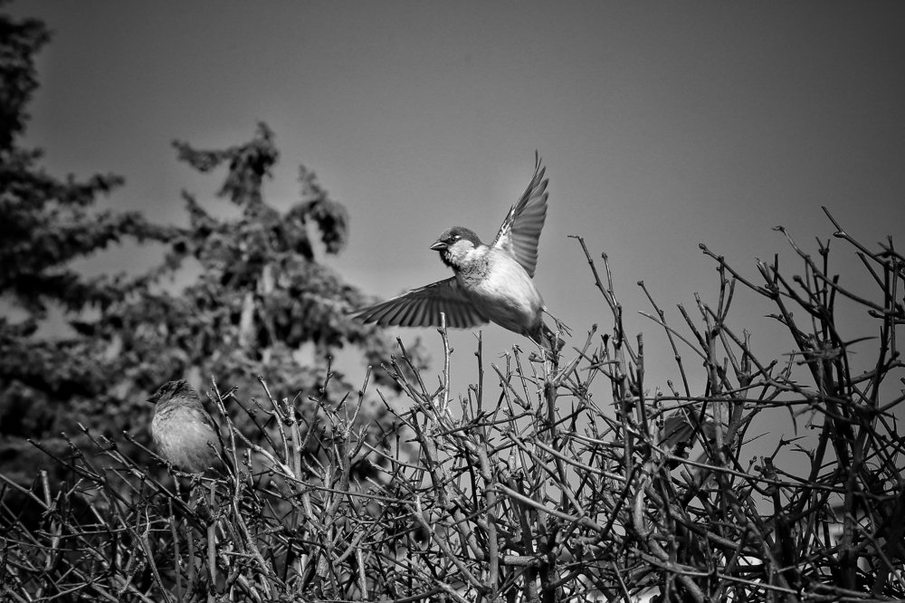 Photograph by Ирина Шумкова