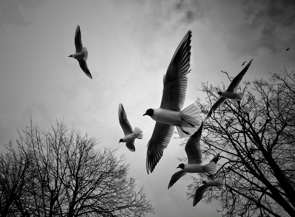 Photograph by Ирина Шумкова