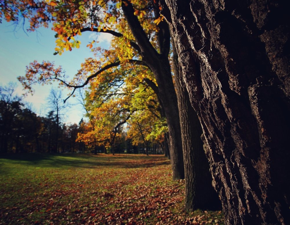 Photograph by Ирина Шумкова