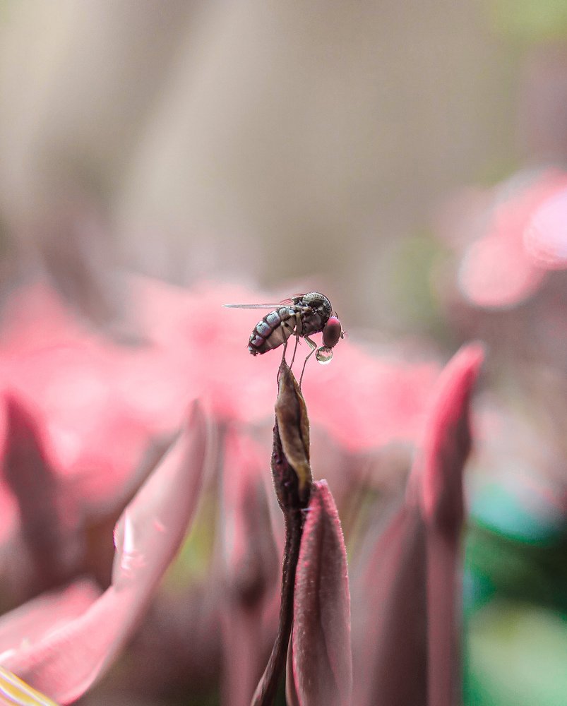 Photograph by Lithul krishna K S