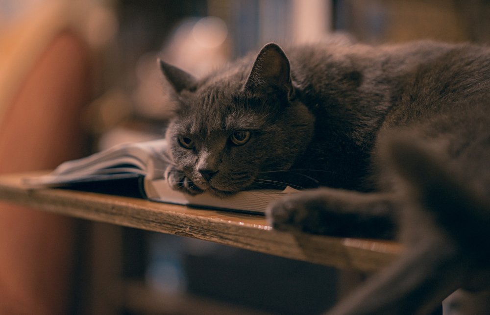 Photograph by Юлия Тарасенко