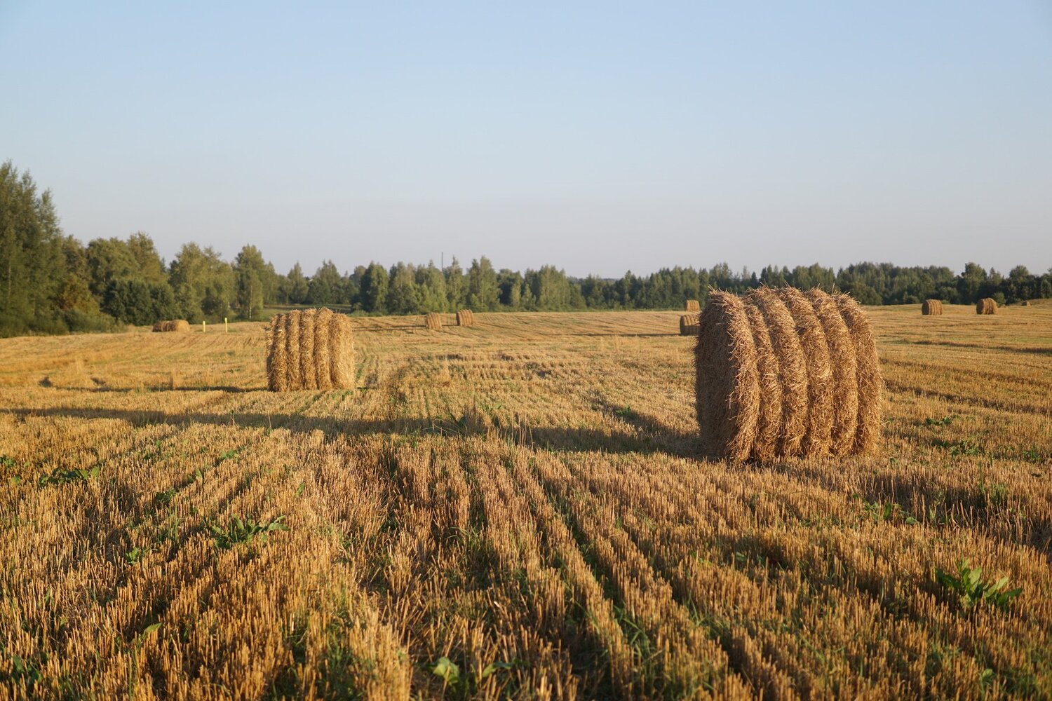 Photo #5123069