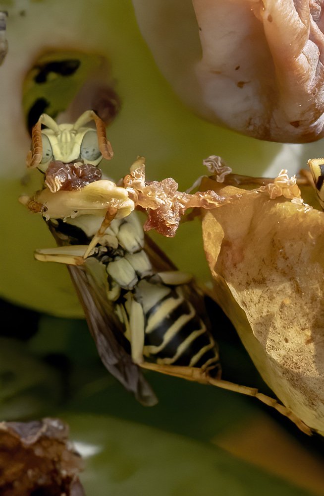 The wasp from the vine