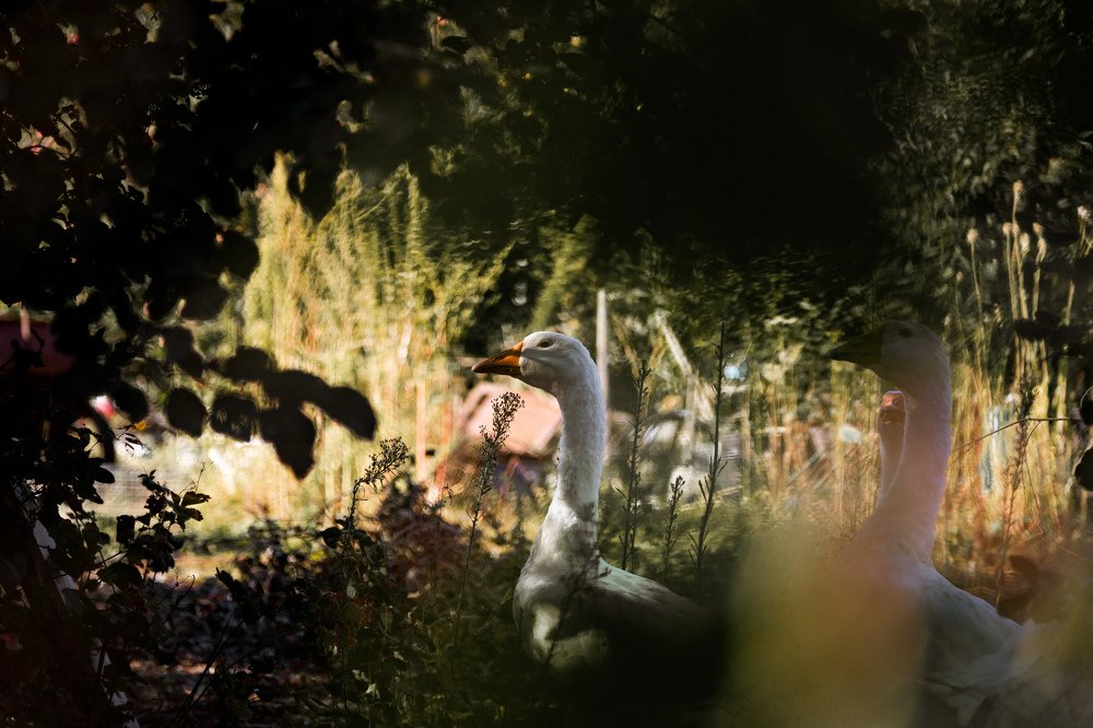 Photograph by Иван Балаболкин