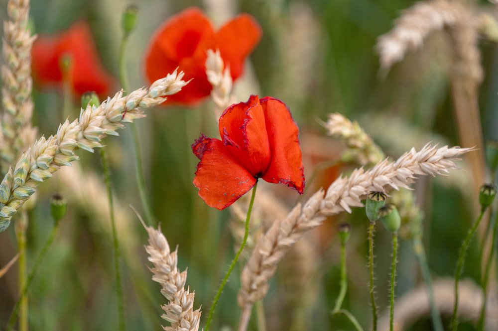 Photograph by Alexandra Matei