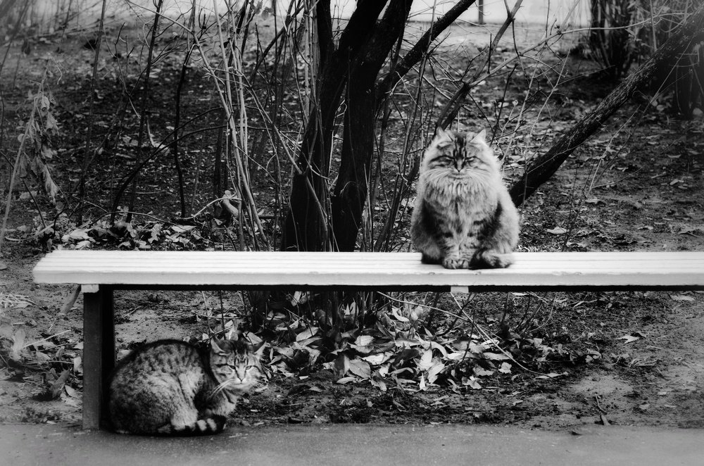 Photograph by Nataliya Sharifova