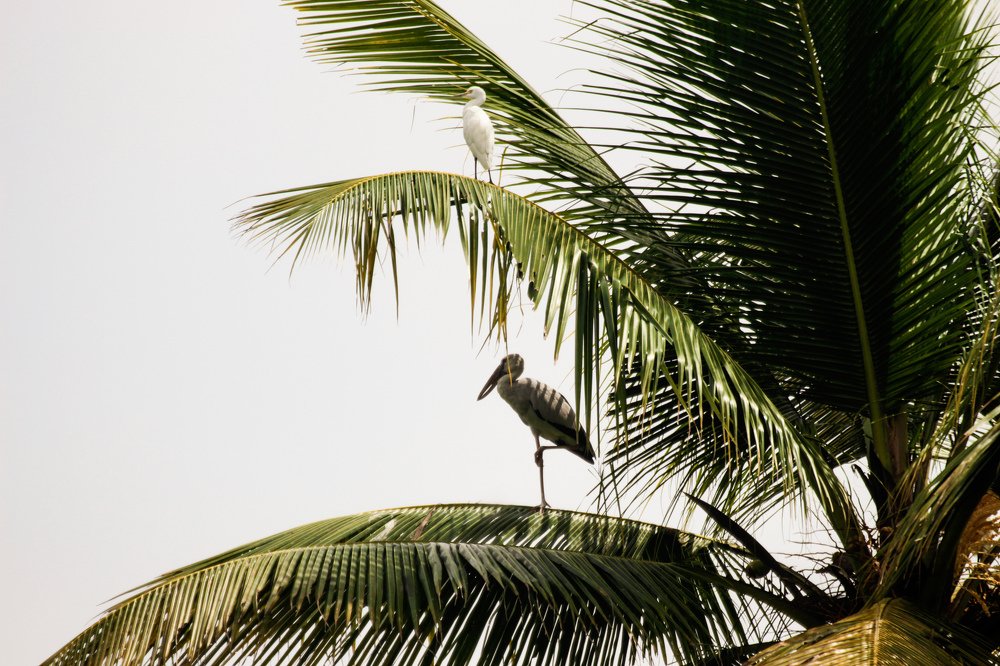 Photograph by Seethal Jose Anu