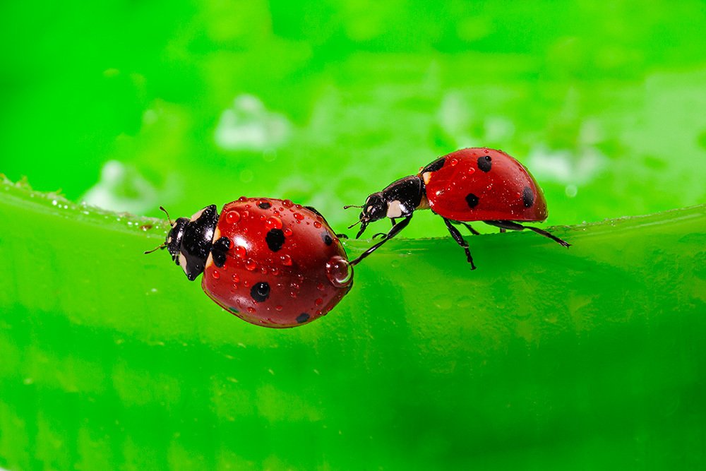 Фотография автора Ebrahim Rahiminezhad