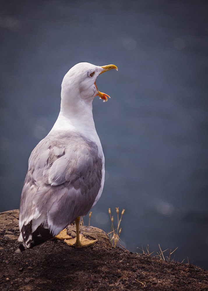 Photograph by Марина Кожевникова