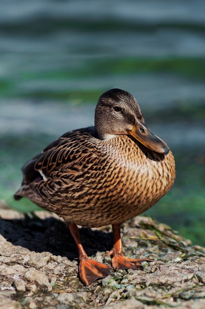 Photograph by Иван Балаболкин